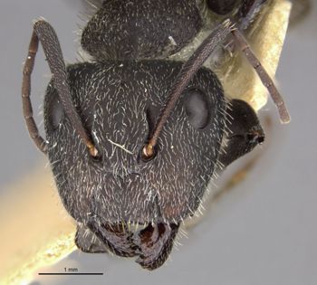 Media type: image;   Entomology 9118 Aspect: head frontal view